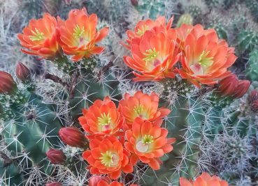 Echinocereus roetteri- rote Blüte Selection