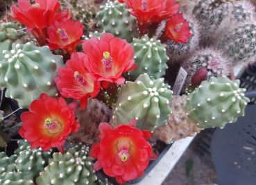 Echinocereus triglochidiatus var. Inermis