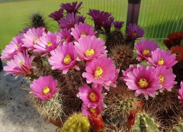 Echinocereus roetterii - Orogrande