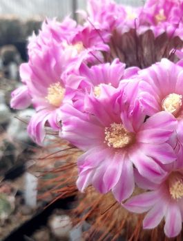 Mammillaria longiflora