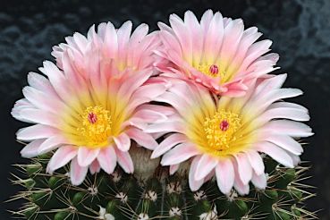 Notocactus roseoluteus