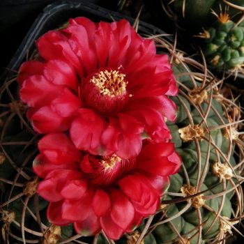 Pflanzen sind wurzelecht und blühfähig, eine tolle Standortvariante, welche super rote Blüten hat. Sie bleiben sehr flach und kugelig, blühen sehr reich Herkunft: Los Angeles, Tom-16-128, Argentinien Größe ca. 4cm