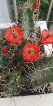 echinocereus-triglochidiatus