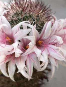 Mammillaria fraileana