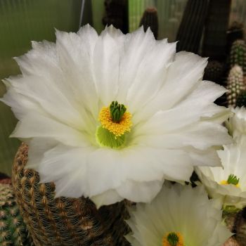 Echinocereus rigidissimus/weiße Blüte