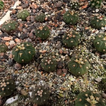 Gymnocalycium spegazzinii v. unguispinum