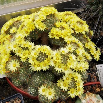 Mammillaria-baumii