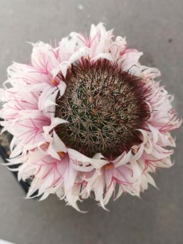 Mammillaria fraileana