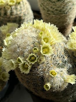 Mammillaria lasiacantha ssp. magallanii