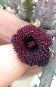 Stapelia-huernia pendurata