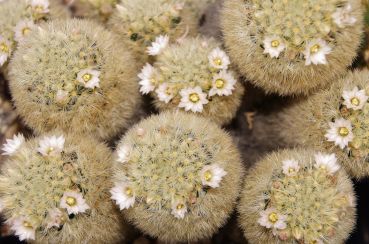 Mammillaria giselae