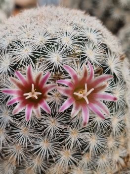 Mammillaria lasiacantha subs. egregia