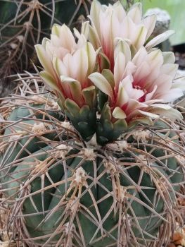 Gymnocalycium spegazzinii var. horizonthalonium