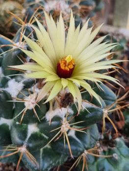 Coryphantha elephantidens subs. greenwoodii