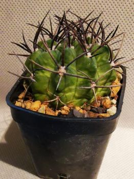 Pyrrhocactus taltalensis