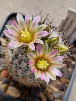 Turbinicarpus zaragosae