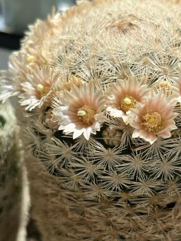 Mammillaria lasiacantha ssp. magallanii