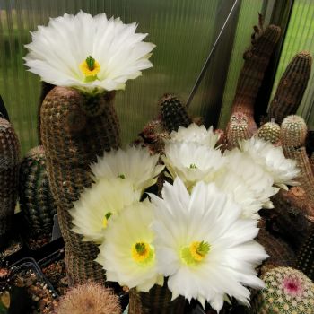 Echinocereus rigidissimus/weiße Blüte