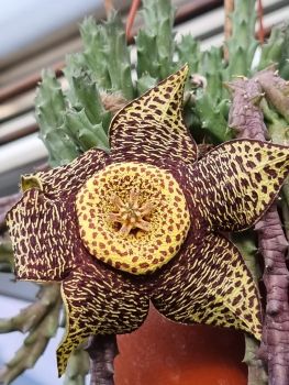 Stapelia (Orbea) variegata