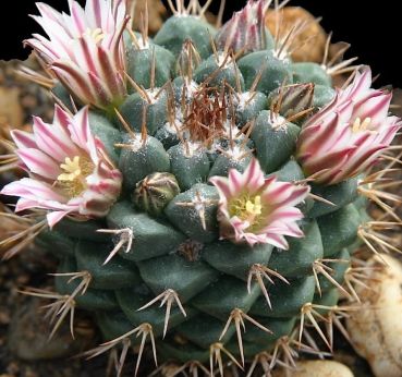 Mammillaria boelderliana