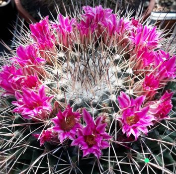 Mammillaria melanocentra (Euthele)