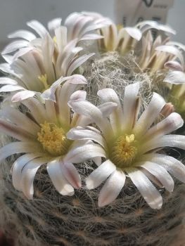 Mammillaria aureilanata