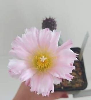 Tephrocactus geometricus