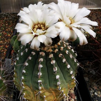 Gymnocalycium vatterii VOS 05-172