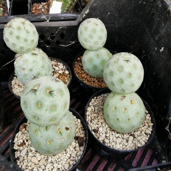 Tephrocactus geometricus