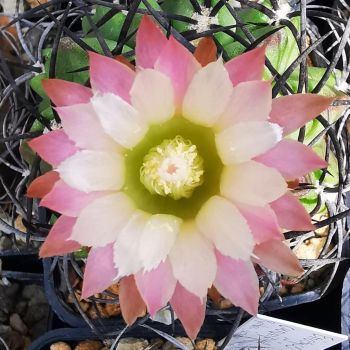 Pyrrhocactus taltalensis