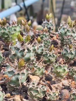 Turbinicarpus schmieddickeanus var. flaviflorus