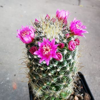 Mammillaria zeilmanniana