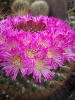 Mammillaria rubrograndis