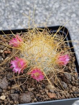 Mammillaria rekoi subs. leptacantha