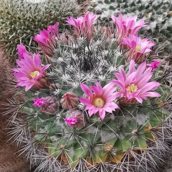 Mammillaria melanocentra (Euthele)