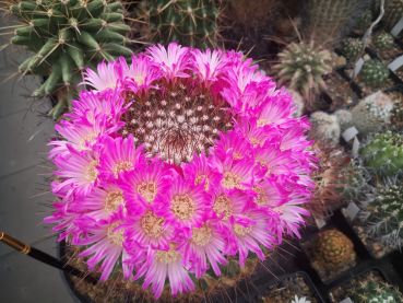 Mammillaria rubrograndis