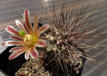 Echinocereus mapimiensis