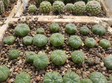 Astrophytum asterias var. nudum