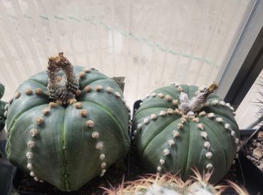 Astrophytum asterias var. nudum