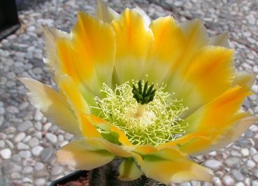 Echinocereus ctenoides struppig