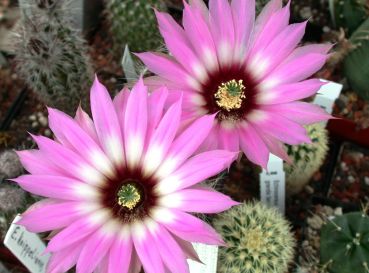 Echinocereus chisoensis