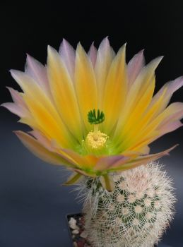 Echinocereus dasyacanthus BIG BEND