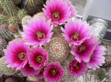 Echinocereus dasyacanthus (Lajitas)