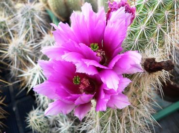 Echinocereus engelmannii Mable Canion