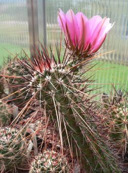 Echinocereus engelmannii v. chrysocentrus