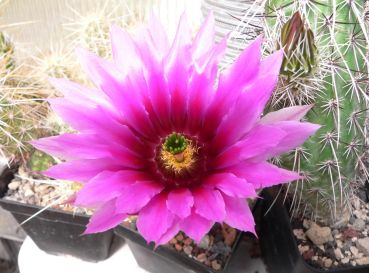 Echinocereus engelmannii v. chrysocentrus