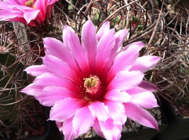 Echinocereus lindsayi