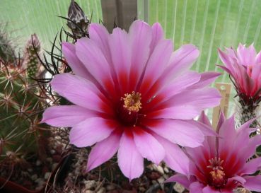 Echinocereus lindsayi