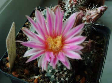 Echinocereus pulchellus var. acanthosetus