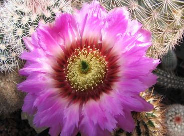 Echinocereus reichenbachii var. bayleyi